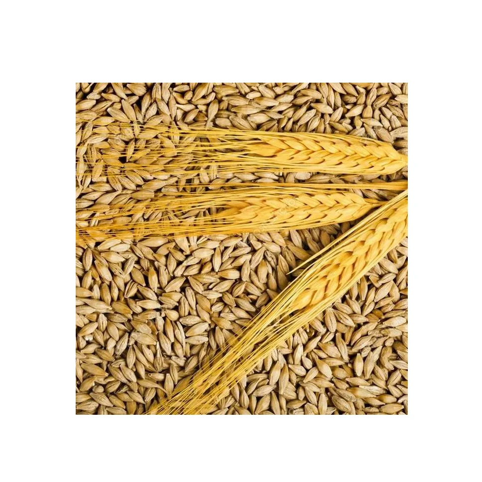 Bulk Malted Barley, Barley Grain Ready For Export