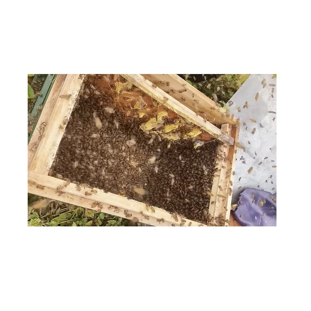 Shelf Type Honey Use Skincare Place Vip Dry Packaging HMF1kg pure honey price Forest Honey From Vietnam