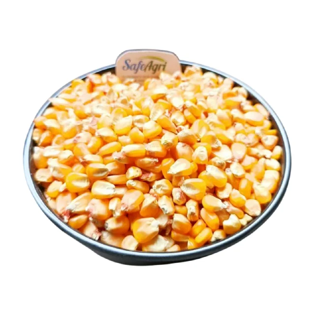High Quality Yellow Corn from India 14% Max Moisture AD Dried Yellow Colour Premium Grade Maize for Animal Feed