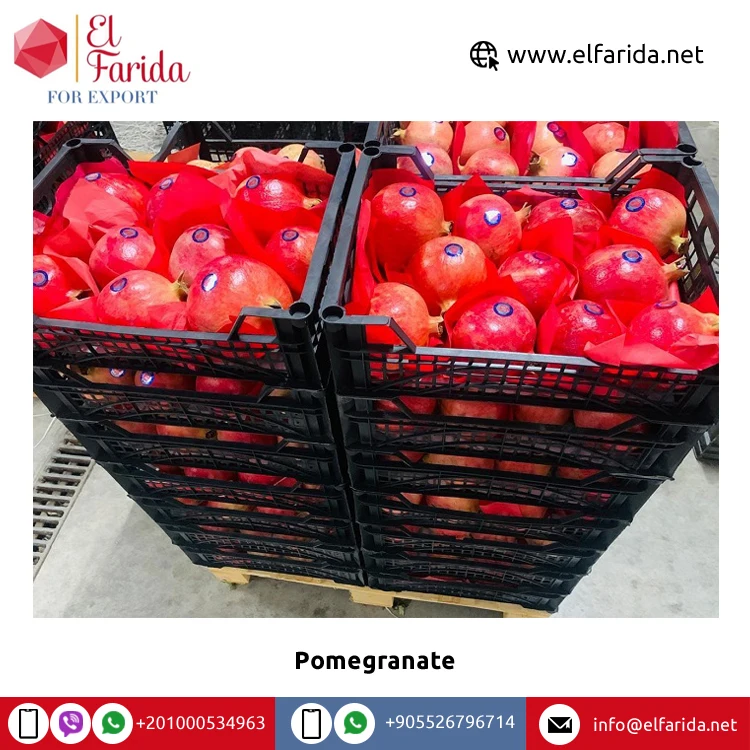 Best Quality Wholesale 100% Natural Sweet Delicious Egypt Origin Fruits Red Fresh Pomegranate at Competitive Price