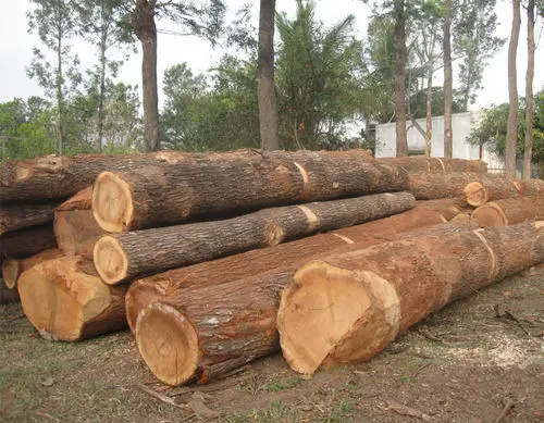 Древесина бука KD 10-12%