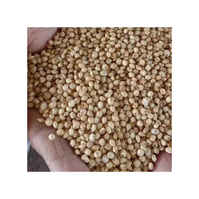 High Quality Red and White Sorghum for Sale