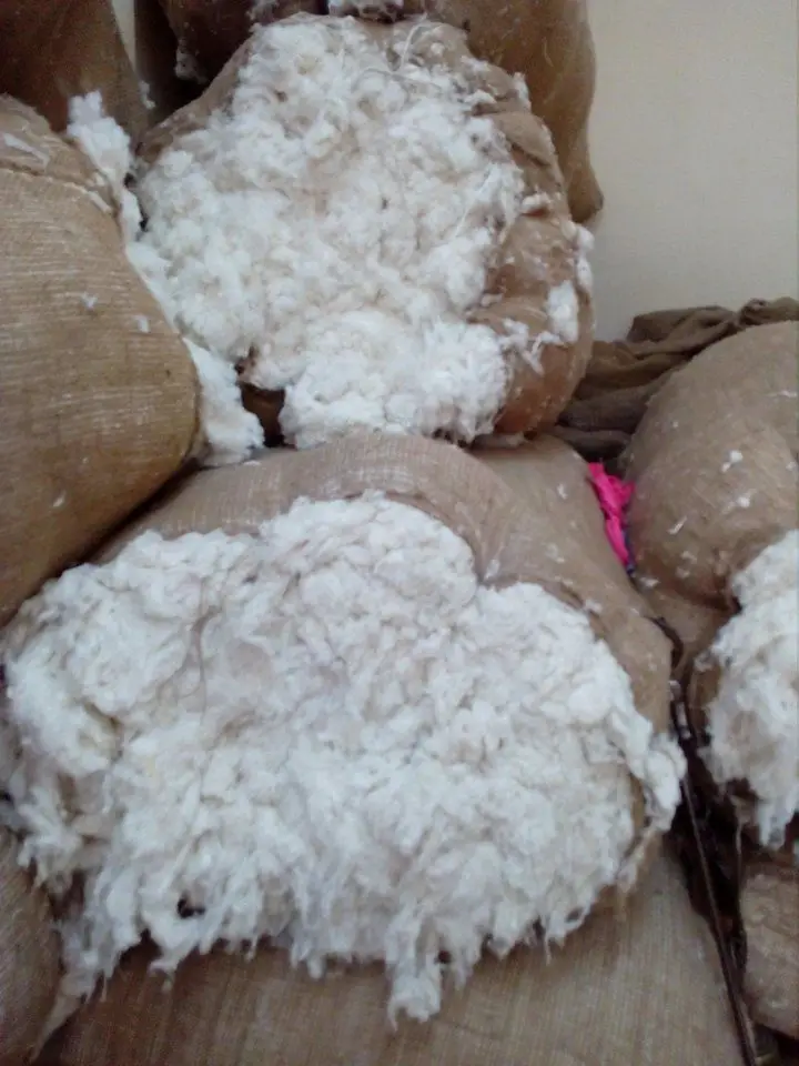 raw cotton1.jpg