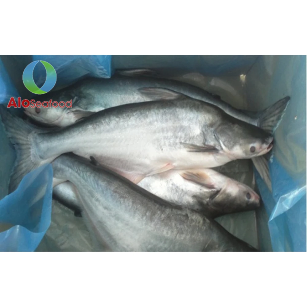 Super Whole Round frozen Pangasius Fish With Weight 10kg From Vietnam Cheap Price