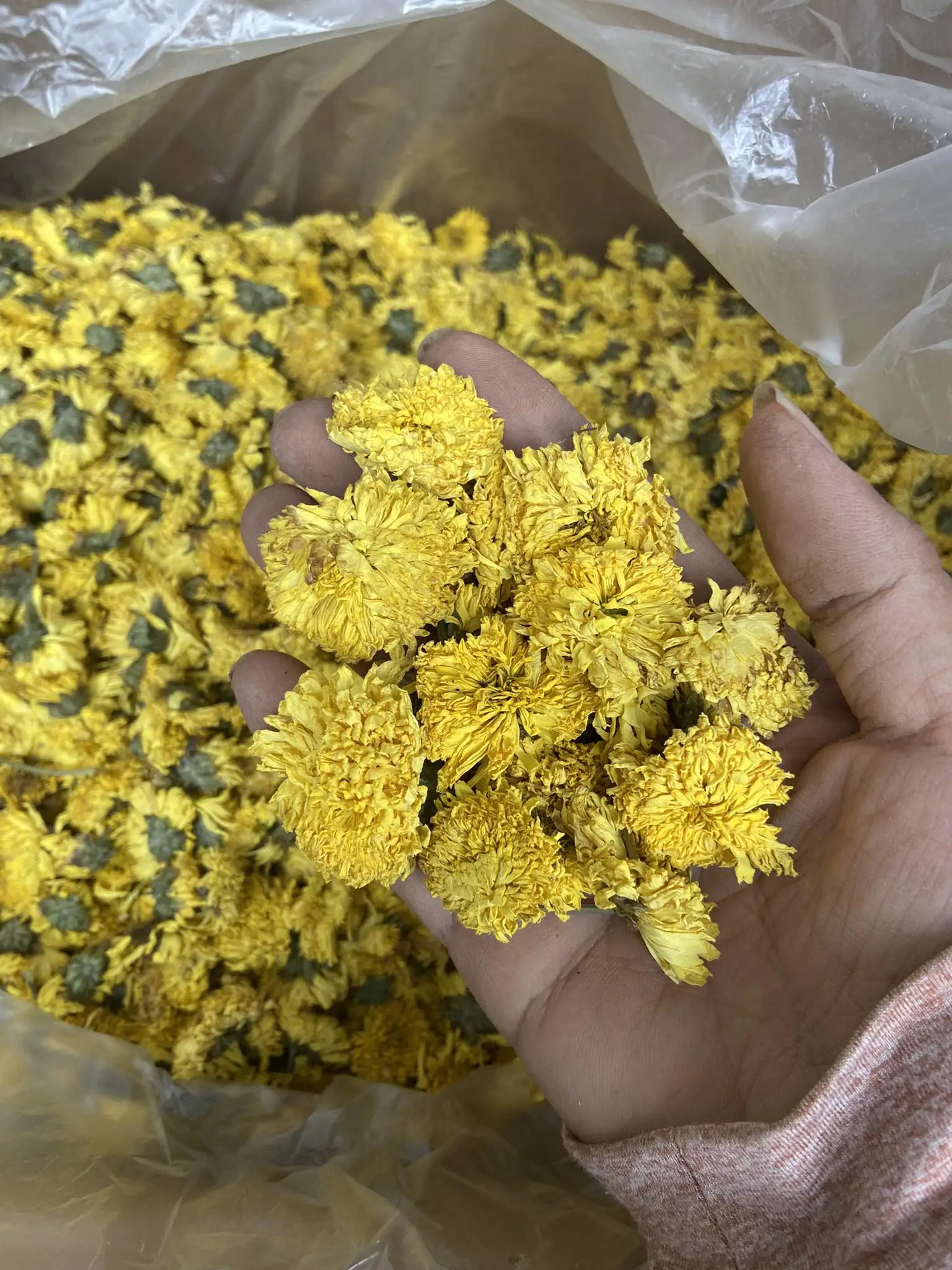DRIED CHAMOMILE TEA/ wholesale Matricaria Chamomilla Flower- Good Price From Vietnam for export