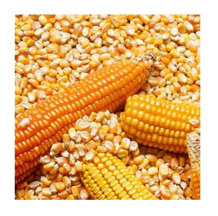 Premium High Quality Yellow Corn Maize Grains Feed Corn Maize for Animal from CA;9 Non-glutinous 50 Kg Dried 1 Cm AD
