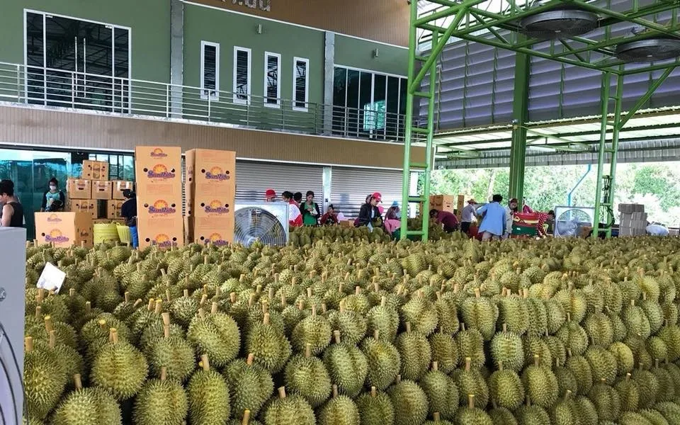 The King of Fruits Tropical Fruit Frozen Durian Ri6 And Monthong with competitive Price Akina