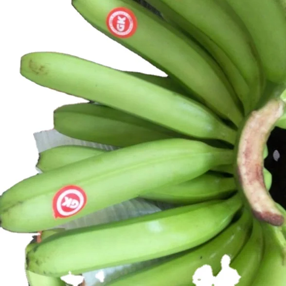 DIRECT CULTIVATON GREEN CAVENDISH BANANA