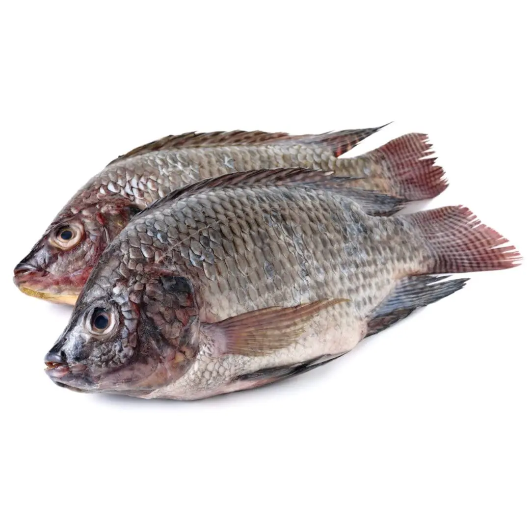 High Quality Frozen Whole Black Tilapia Fish Factory Export Seafood at Wholesale Prices