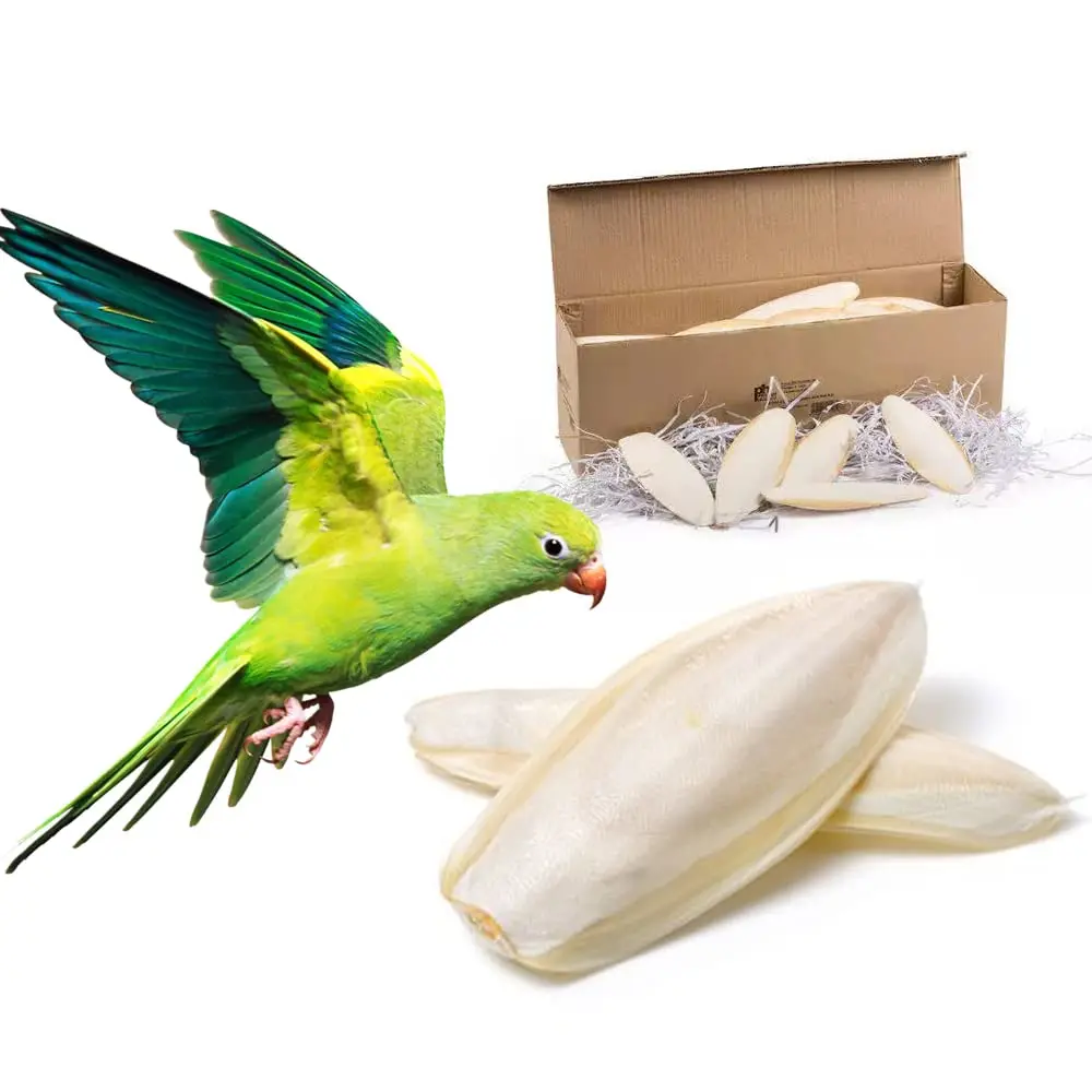 LOWEST PRICE I A special gift for your birds I 100% natural  I Natural Cuttlefish Bone/Dried Cuttlebone From Vietnam