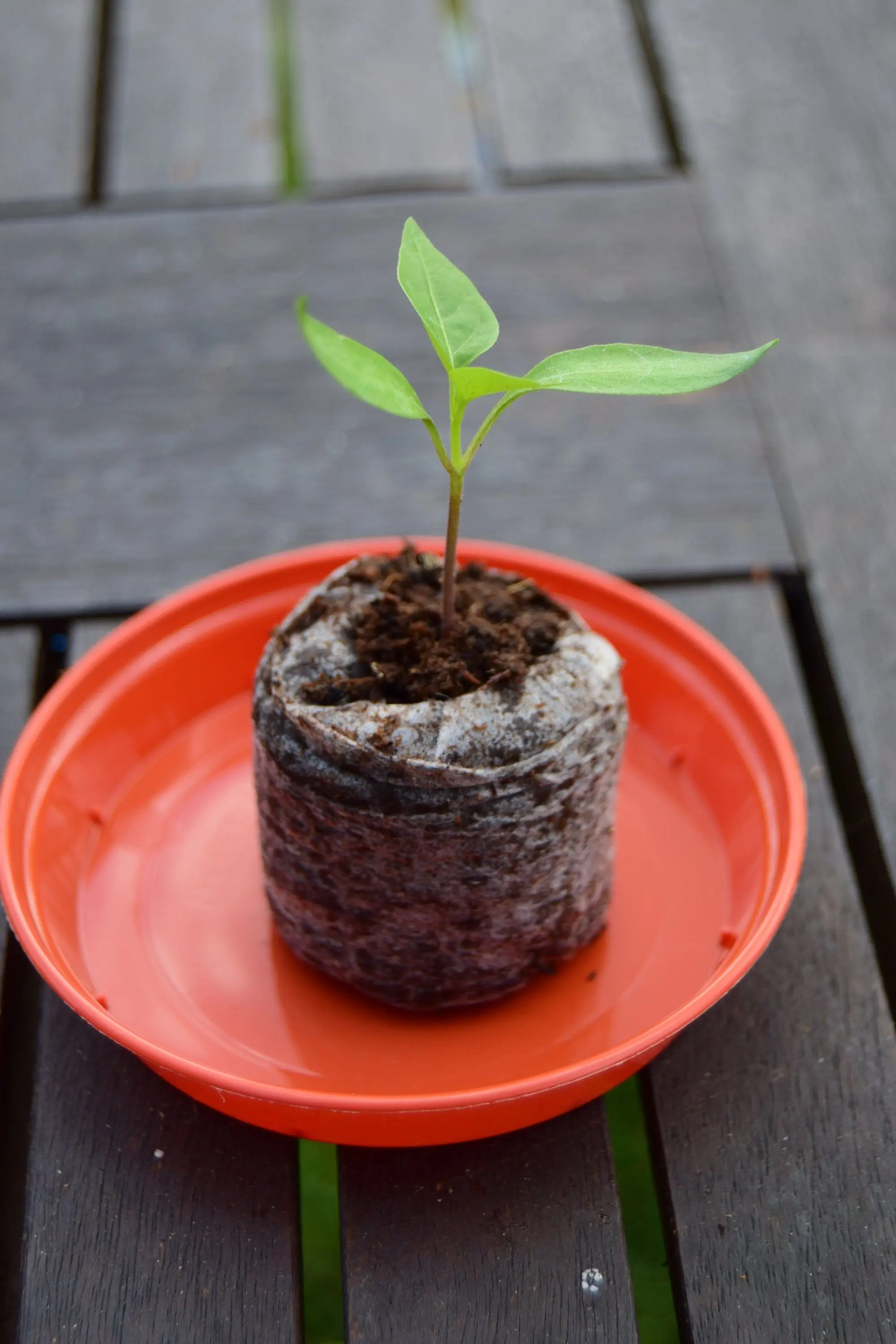 Вьетнамская Заводская партия 5 кг торфяные блоки для продажи (whatsapp 0084587176063 Sandy)