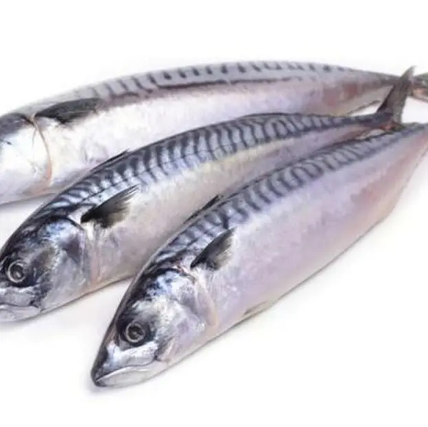 Замороженная испанская скумбрия Seer Fish с высоким уровнем чувствительности Омега 3 жирные кислоты из Западного Атлантического океана