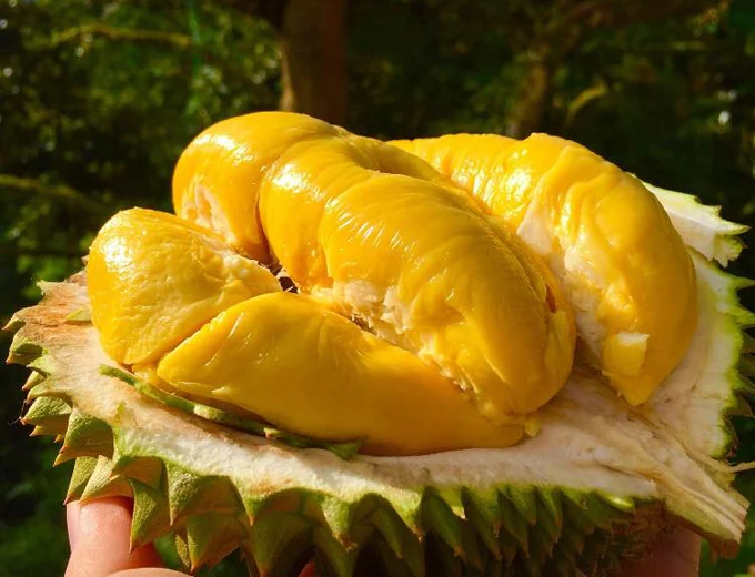 fresh durian 1.jpg