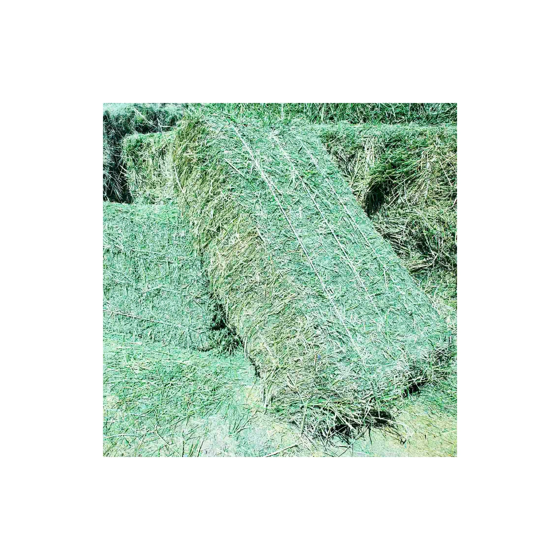 Alfafa Hay Animal Feeding Stuff Alfalfa, hay/alfalfa hay pellets Timothy Hay/ Alfafa in Bales