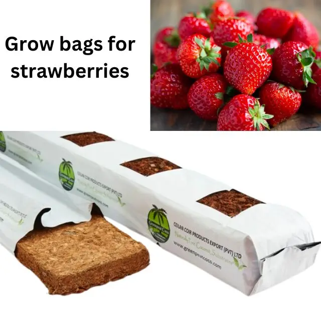 Cocopeat Grow bags for strawberries eco-friendly and natural suitable for hydroponics serves as a growing medium