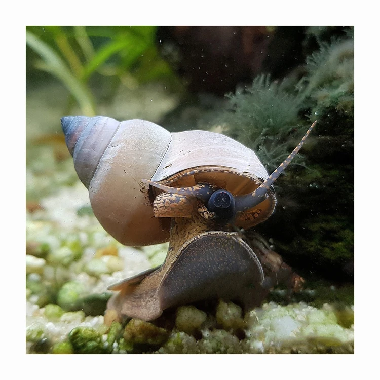 Escargot tigre vivant et FROZEN SNAIL/FRESH EDIBLE SNAILS/ GOLDEN SNAILS High Grade  seafood for sale in low price
