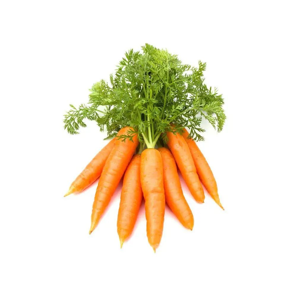 High Nutritional Value Natural Fresh Carrots from Viet Nam Ready to Ship