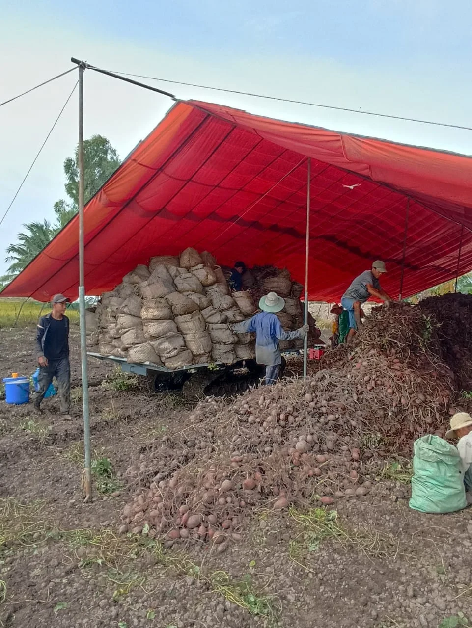 Top Fresh Purple Sweet Potato - Wholesale Price - Export From Vietnam