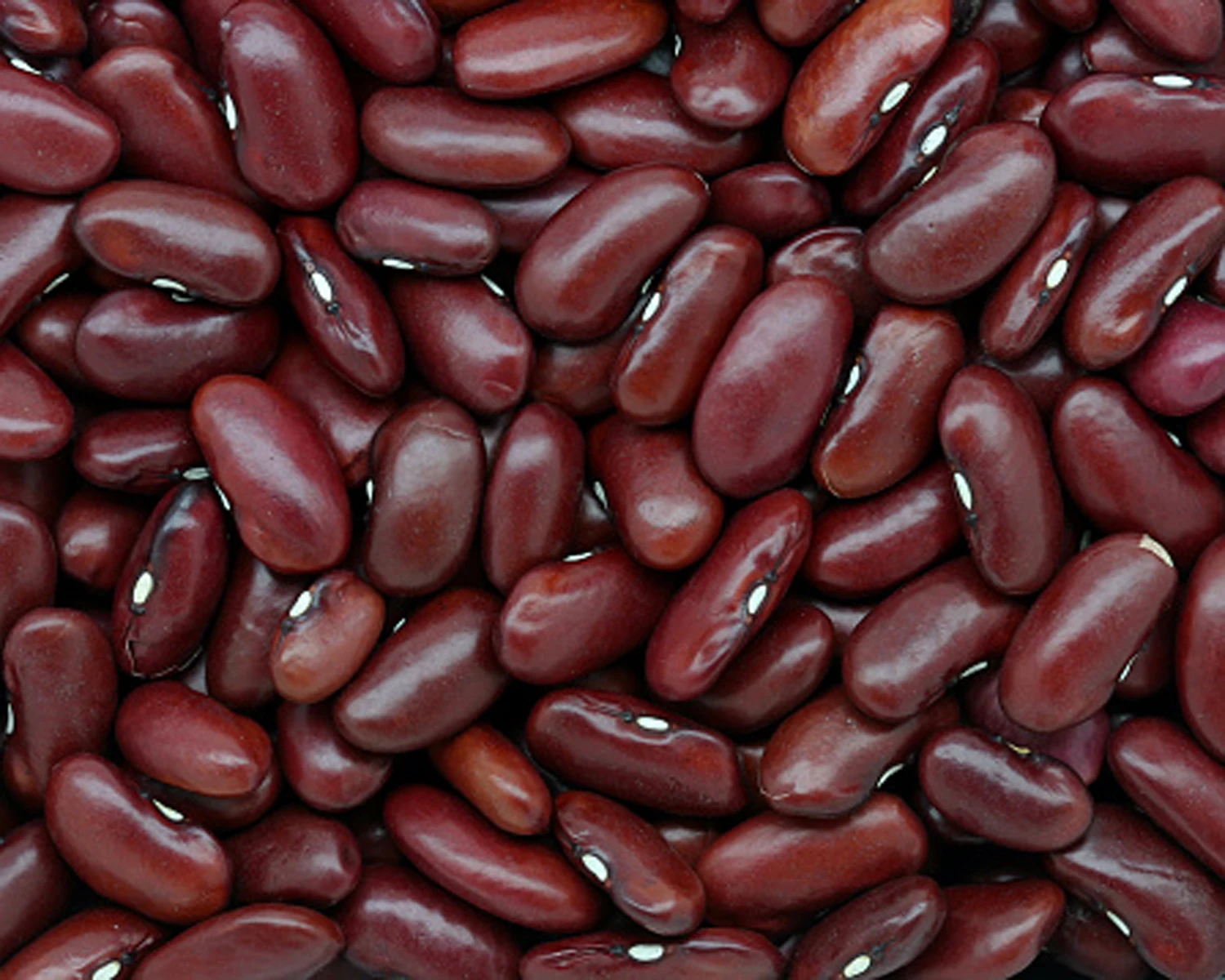 Dark Red Kidney Beans / Common Beans Dark Red / Phaseolus vulgaris (Red Ruby)