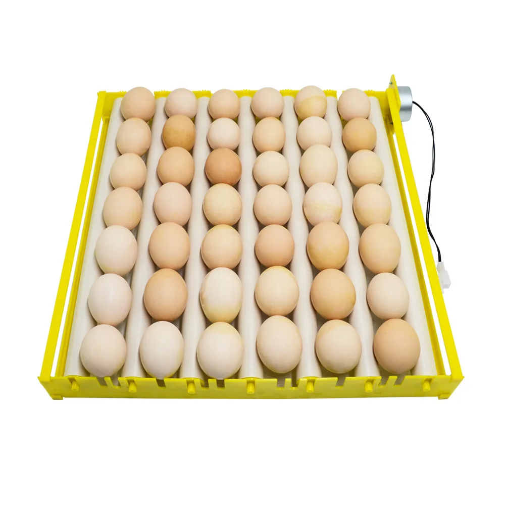 Chicken eggs in bulk price from Germany