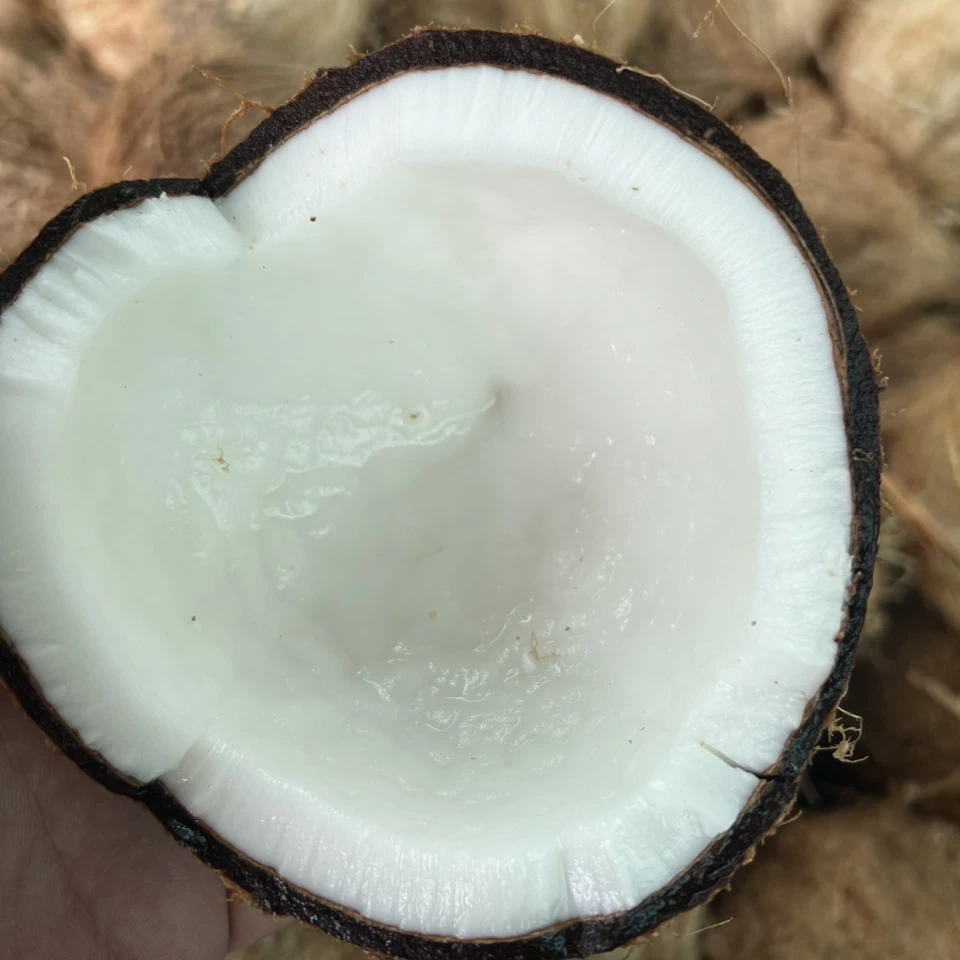 Hot Product!!! 100% Fresh Natural Coconut Premium Quality Competitive Price Semi Husked Coconut