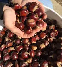 Organic Sweet Fresh Chestnuts