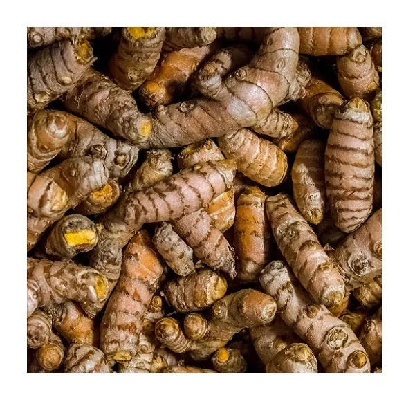 Tumeric, Fresh Tumeric, Dried Tumeric Finger. Single Herbs & Spices Ginger & Turmeric