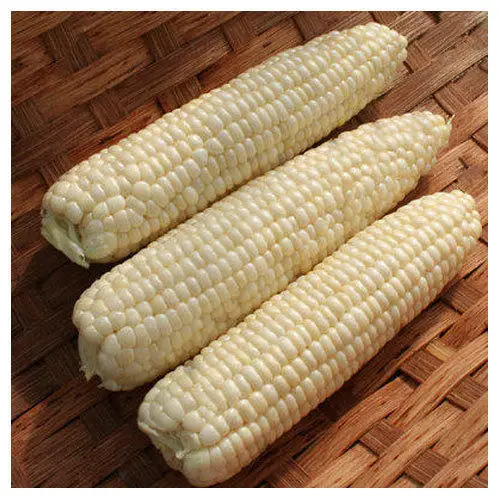 White and Yellow Maize Corn From USA