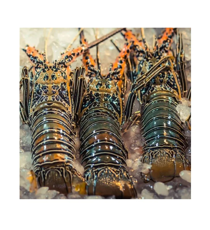 Wholesale price Red Canadian Lobsters Frozen Live Spiny Lobsters from Netherlands Seafood Wholesalers Bulk Packaging for Sale