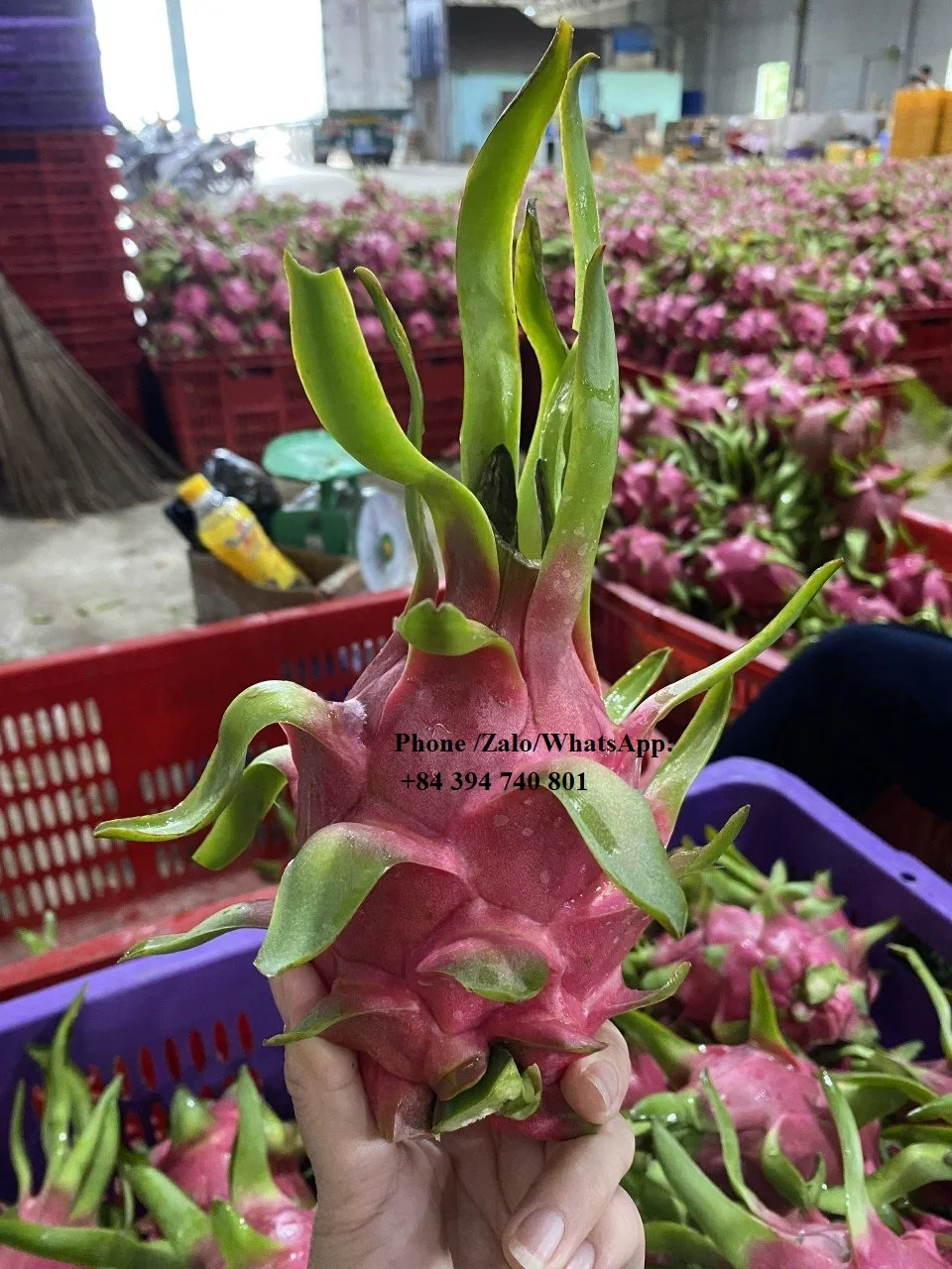 Fresh Dragon Fruit from Vietnamese Supplier Dragon fruit Vietnam with the Most Competitive Price (+84983028718)