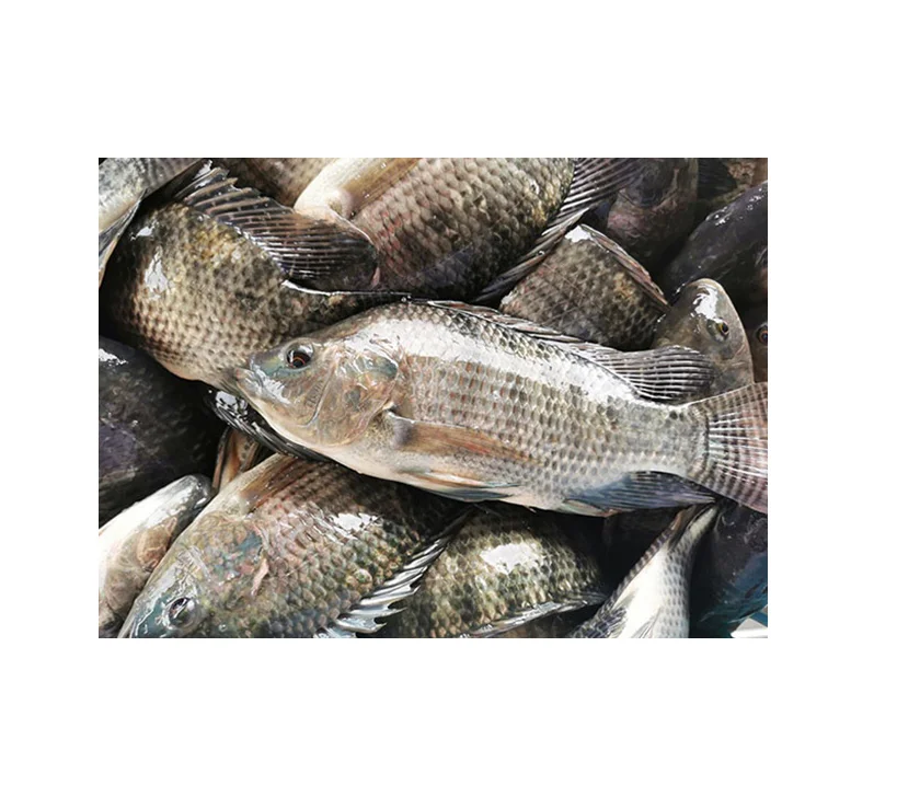 Discover Budget Friendly Frozen Whole Round Tilapia on Sale Perfect for Quick Meals and Flavorful Recipes Daily