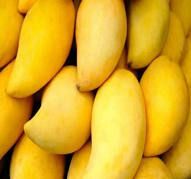 HIGH QUALITY FRESH MANGO FROM PAKISTAN DELICIOUS TASTE INDIAN MANGOES  EXPORT FRESH ALPHONSO MANGOES