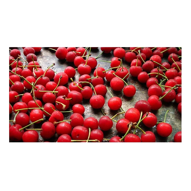 Hot Selling Price Of Organic Fresh cherries For Delivery