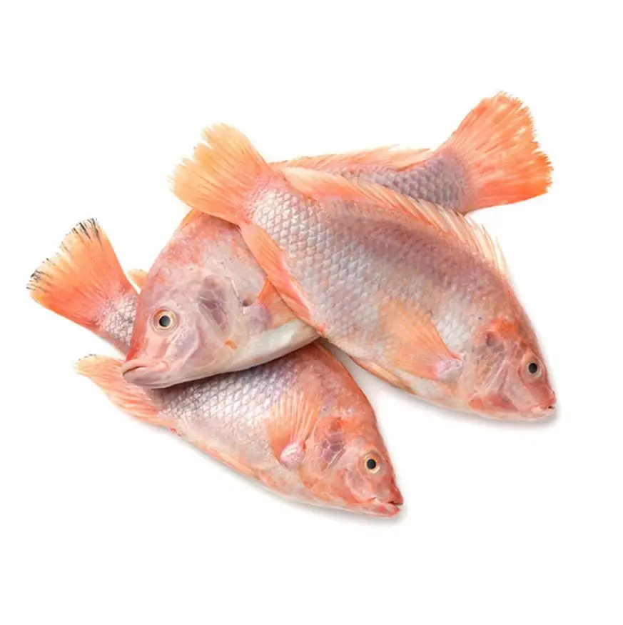 Top Wholesale Price of Whole Round Frozen Style Red Tilapia with Good Price Weight 10kg