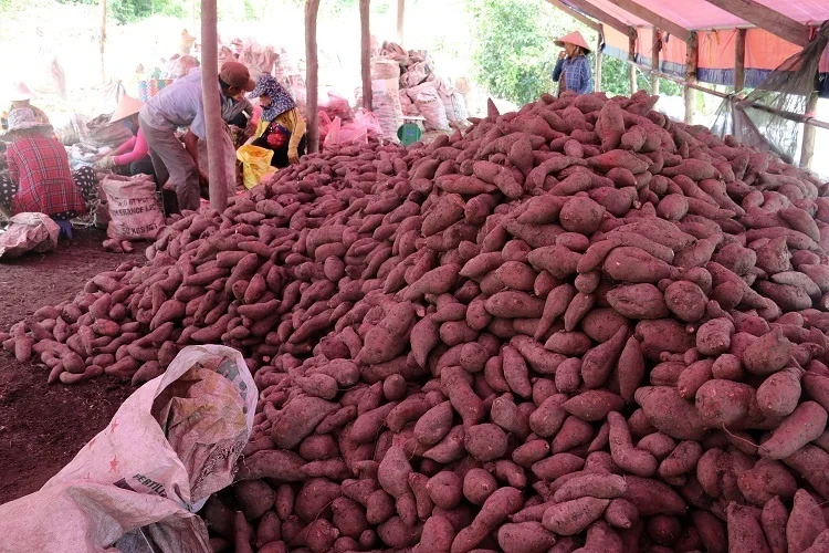 hot deal sweet potato with low price and high quality cheap price fresh sweet potato