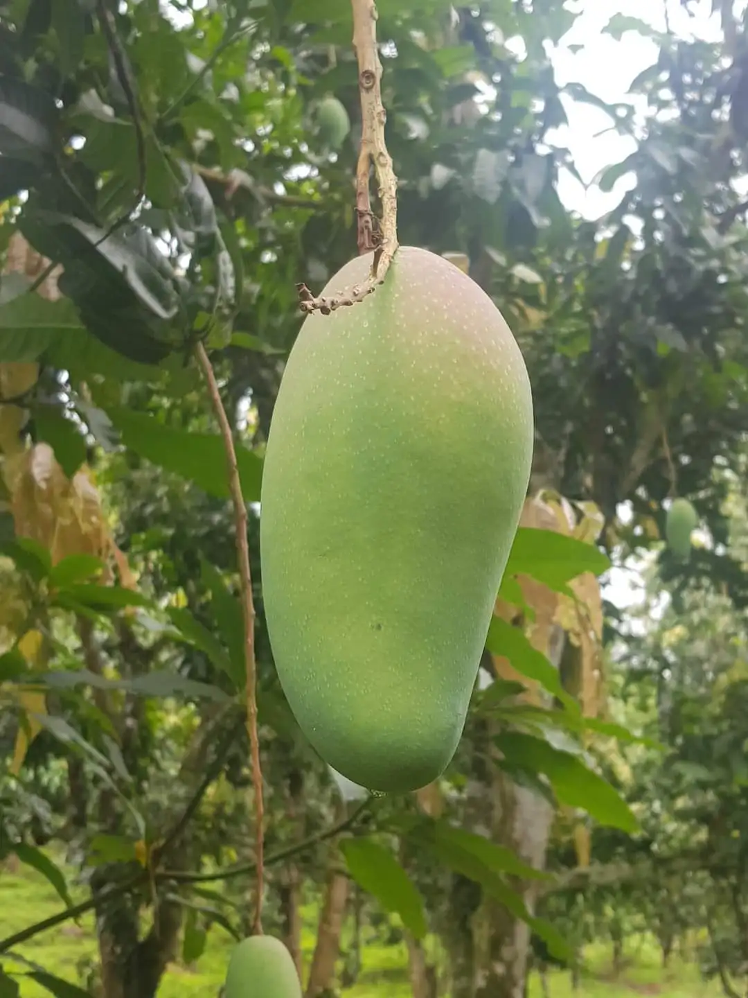 Best price 2023 Premium Fresh Mango From Vietnam100% Natural Premium Grade of Fresh Mango with Best Taste