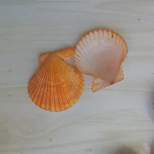 Best Deal on Seashell Mosaic from Vietnam for Decorative Use