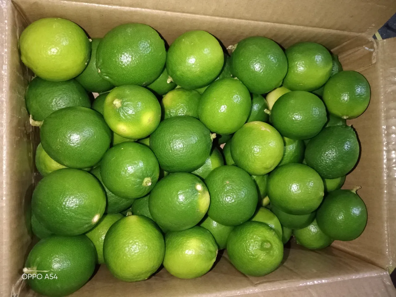 2024 High Quality Wholesale Organic Fresh Seedless Lime/Green Lemon Vietnam Origin Citrus Fruit Seeds Manufactured Hoang Kim