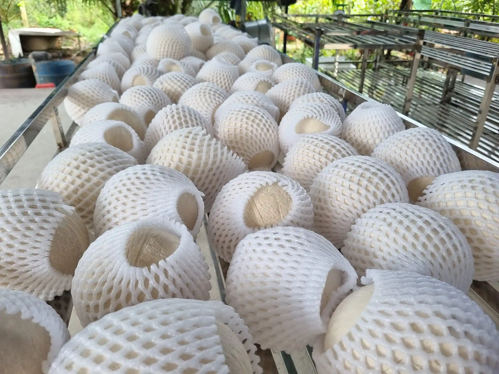 Молодой вьетнамский кокосовый свежий частный бренд. Фруктовый продукт осушенный кокос Whatsapp