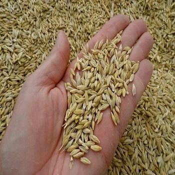 Оптовая продажа хорошее качество по заводской цене семена ячменного солода