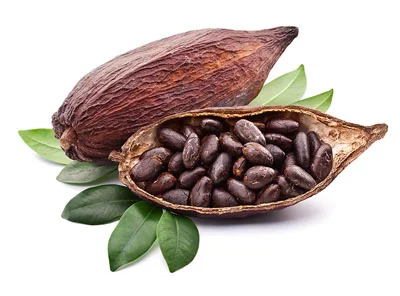 Premium Quality Baked Dried Cacao Beans Making Chocolate at Cheap Price Cocoa Beans Top Dark Ready Now