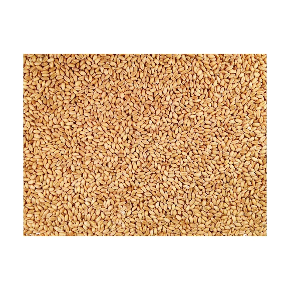 Wheat grain for sale in bulk