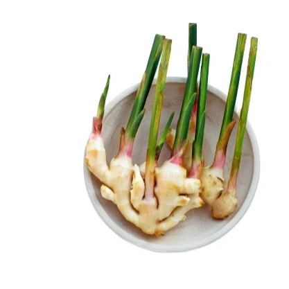 Fresh  Ginger From Thailand Organic 100% with Premium High Quality Grade for International market
