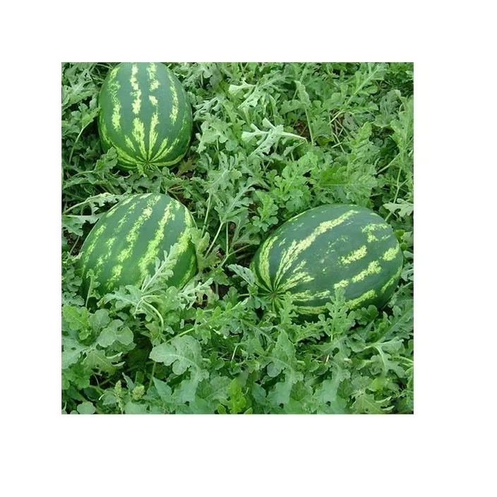 Export Quality No additives Open Air Cultivation Type Refreshingly Sweet Fruity Taste Frozen IQF Watermelon