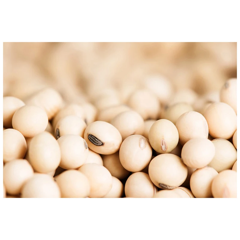 Standard Quality Best Selling Non Gmo Soybean Newest Yellow Soybeans with good Nutrients at Market Manufacturer Price