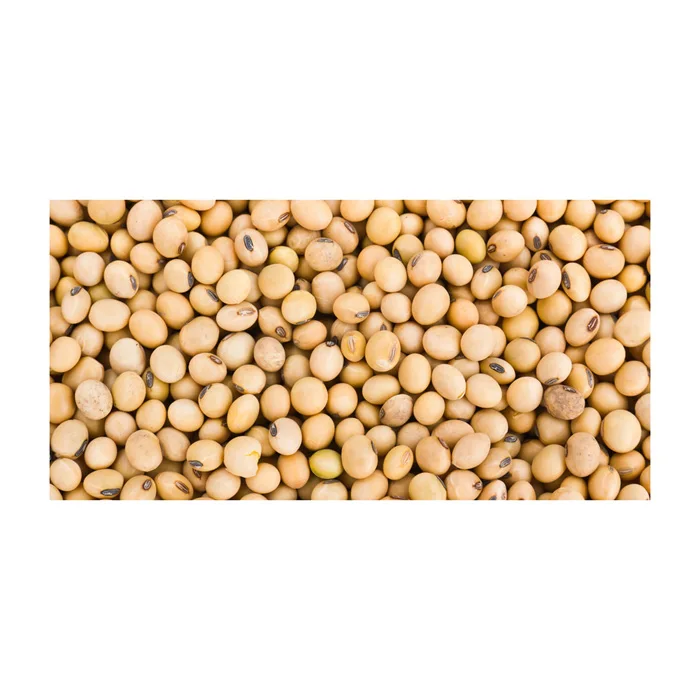 supplier high quality good prices non gmo soyabeans / soya beans seed for export / soybeans for sale