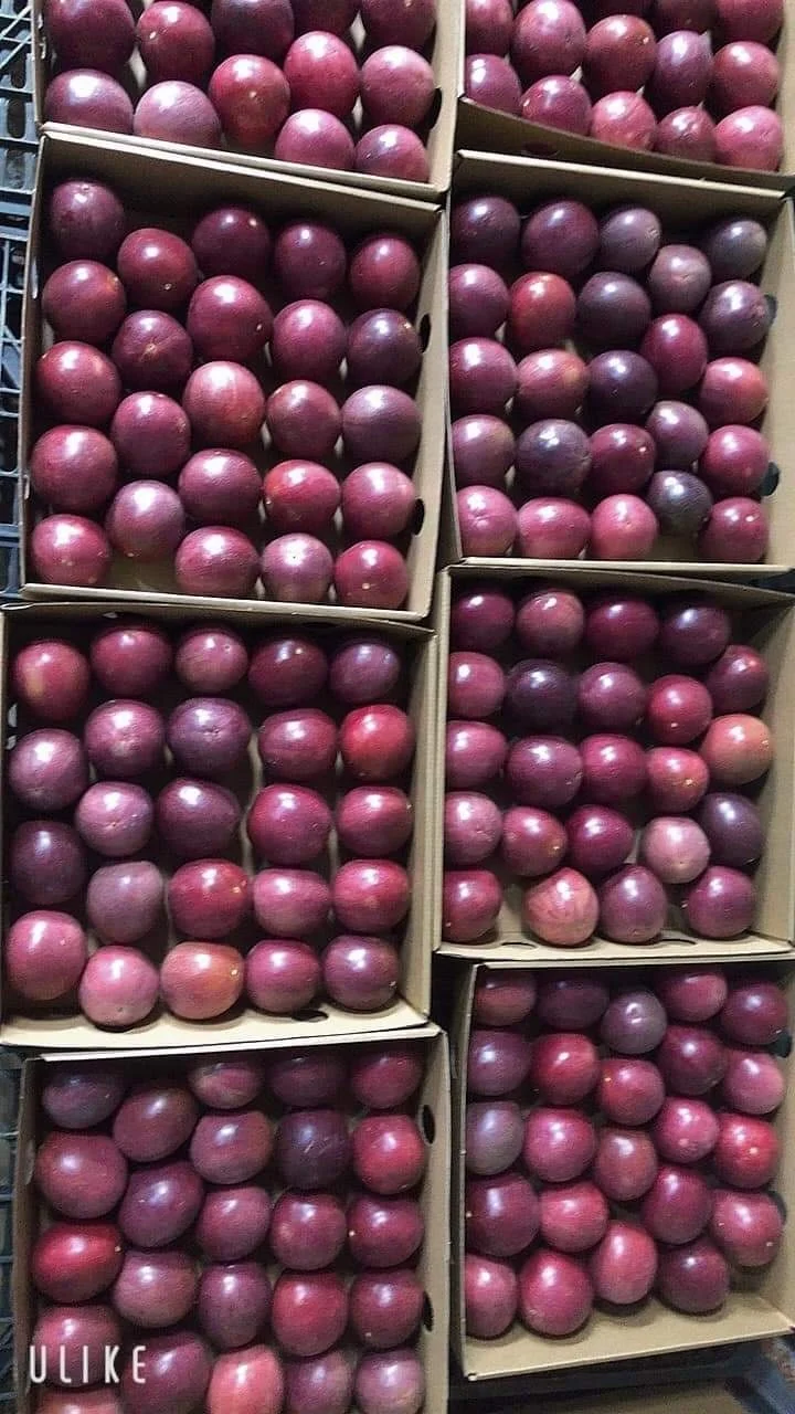 Vietnam Fresh Passion Fruits Natural Favor Supply in Bulk Cheap Price Good Quality South Mekong Supplier