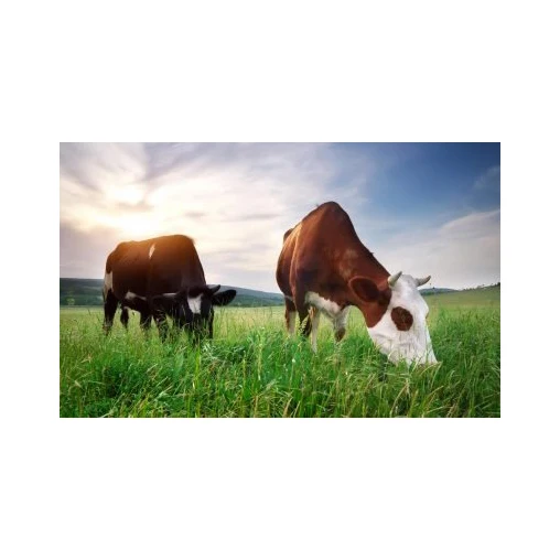 Foton 4-6m Livestock Transport Trailer General Livestock Trailer Animal Transport Cargo Truck Animal Feed