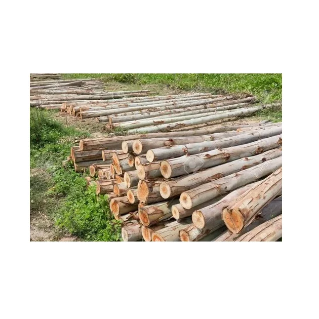 Kiln-Dried Eucalyptus Wood Logs for Firewood/BBQ - Split and Seasoned