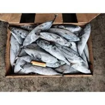 Bulk Bonito Fish for Sale - Ideal for Restaurants and Sushi Bars